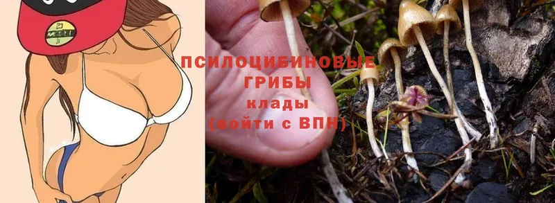 МЕГА tor  Тюмень  shop как зайти  Псилоцибиновые грибы Psilocybe 